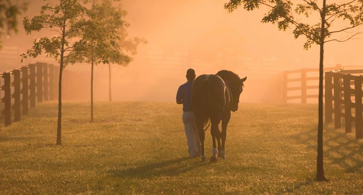 horsepark
